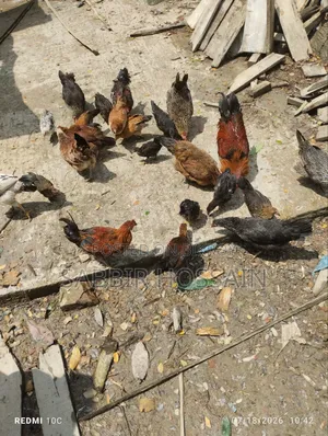 Local Chicken