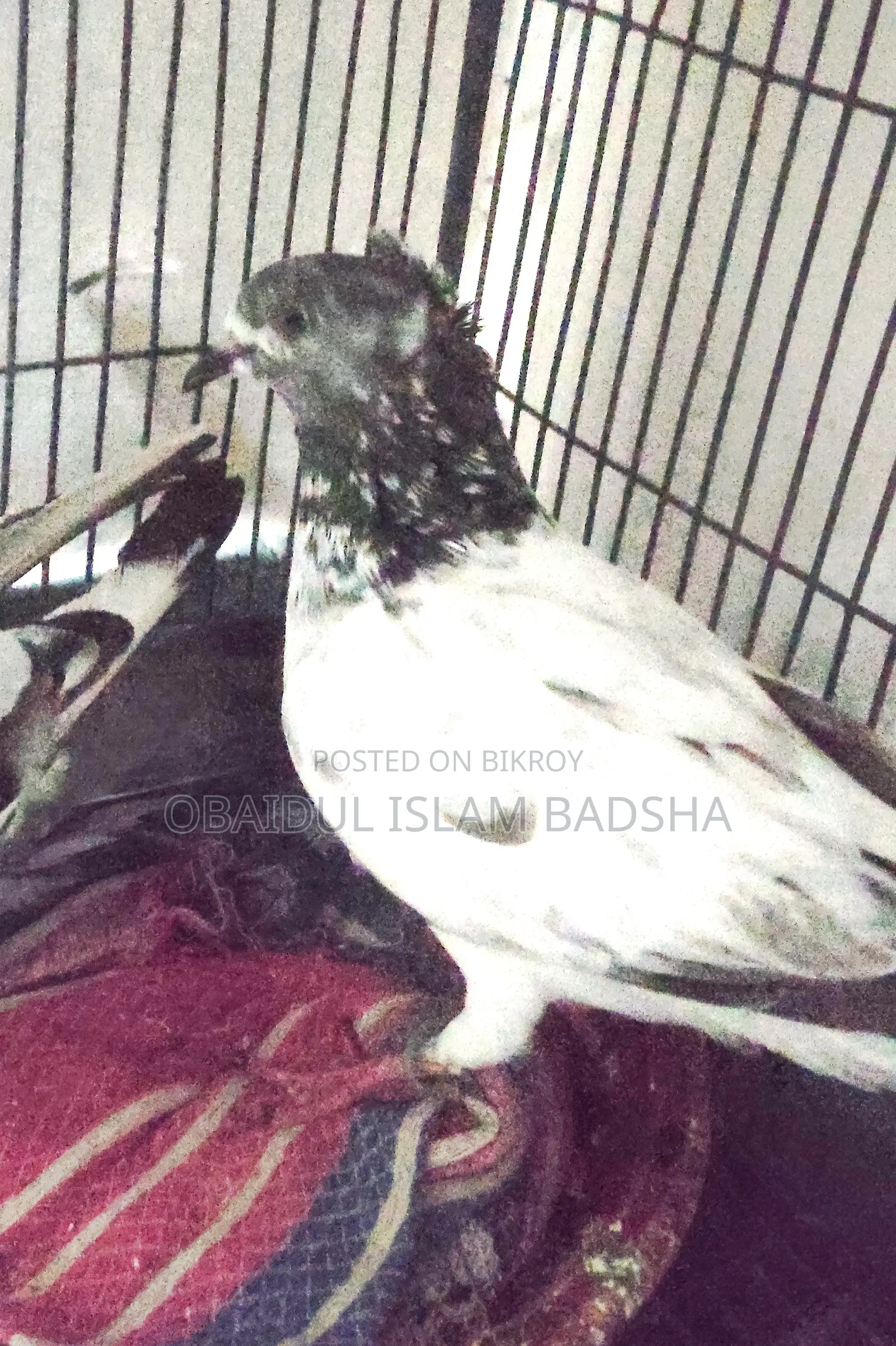 হুমা গ্রীজের নর, গিরীবাজ গোররা মাদি