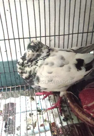 হুমা গ্রীজের নর, গিরীবাজ গোররা মাদি