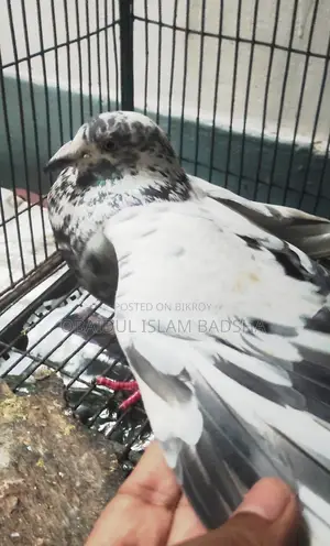 হুমা গ্রীজের নর, গিরীবাজ গোররা মাদি