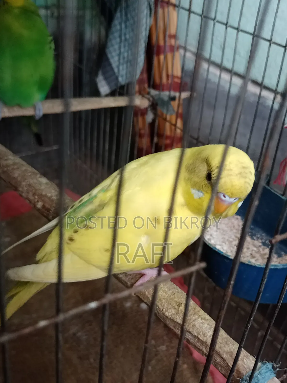 One Female Budgerigar Bird