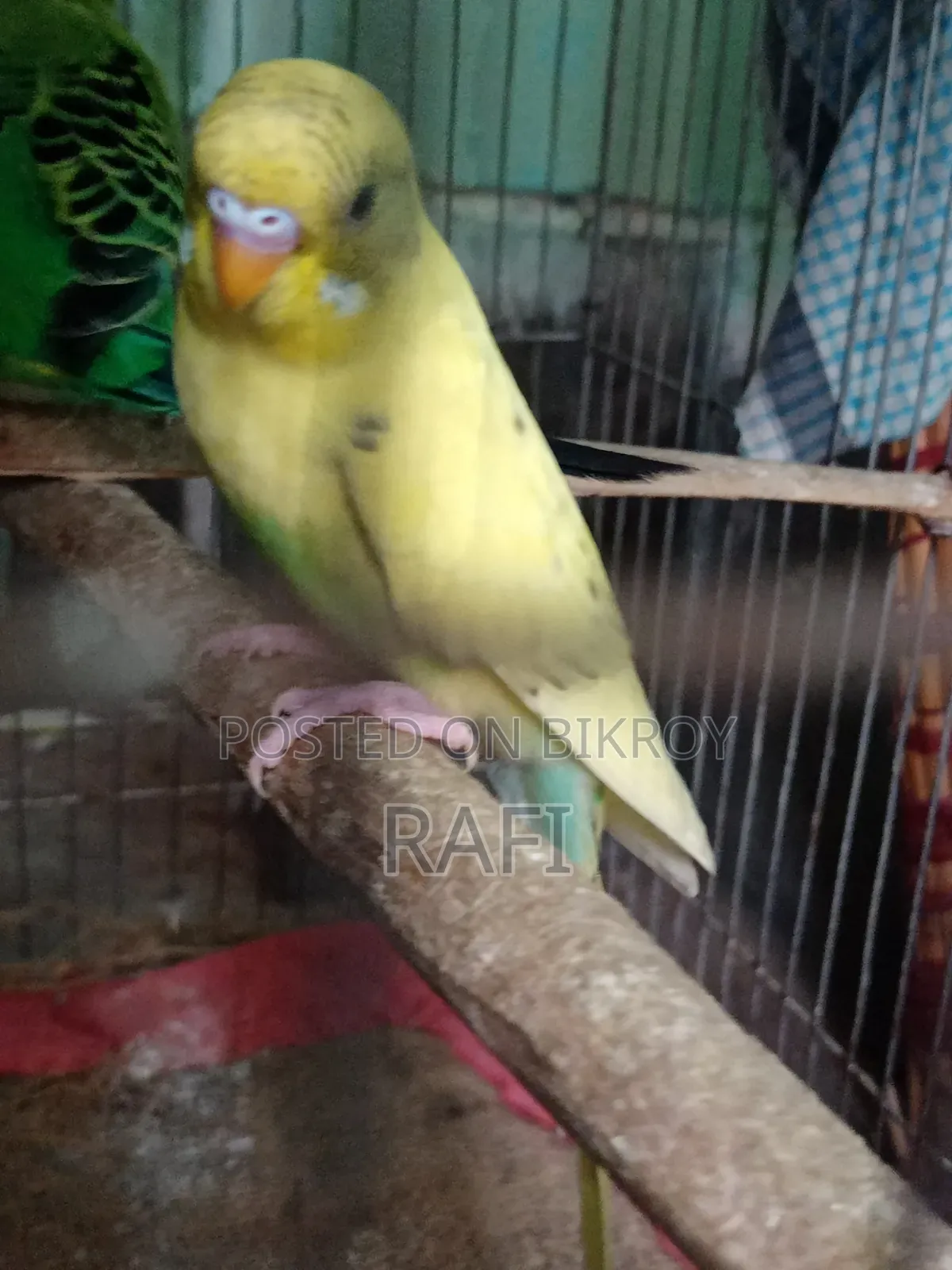 One Female Budgerigar Bird