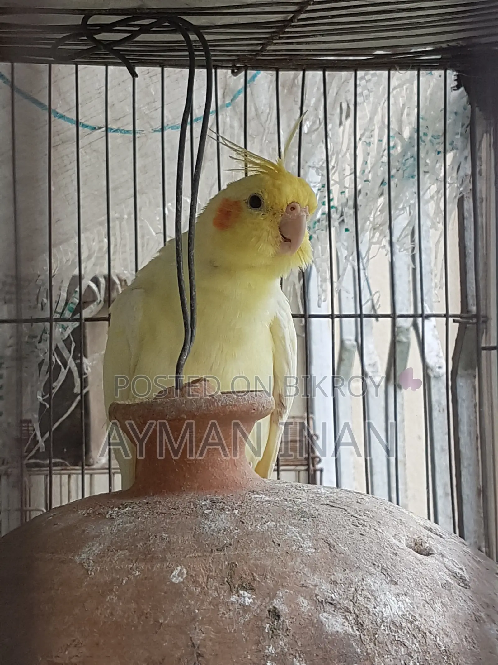 Female Lutino Cockatiel (Red Eye)