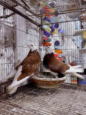 লাল রাজগোল্লা বড় সাইজ