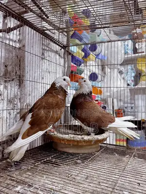 লাল রাজগোল্লা বড় সাইজ