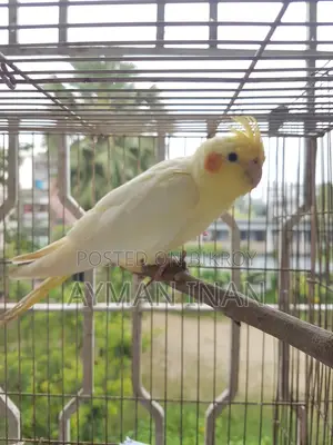 Female Lutino Cockatiel (Red Eye)