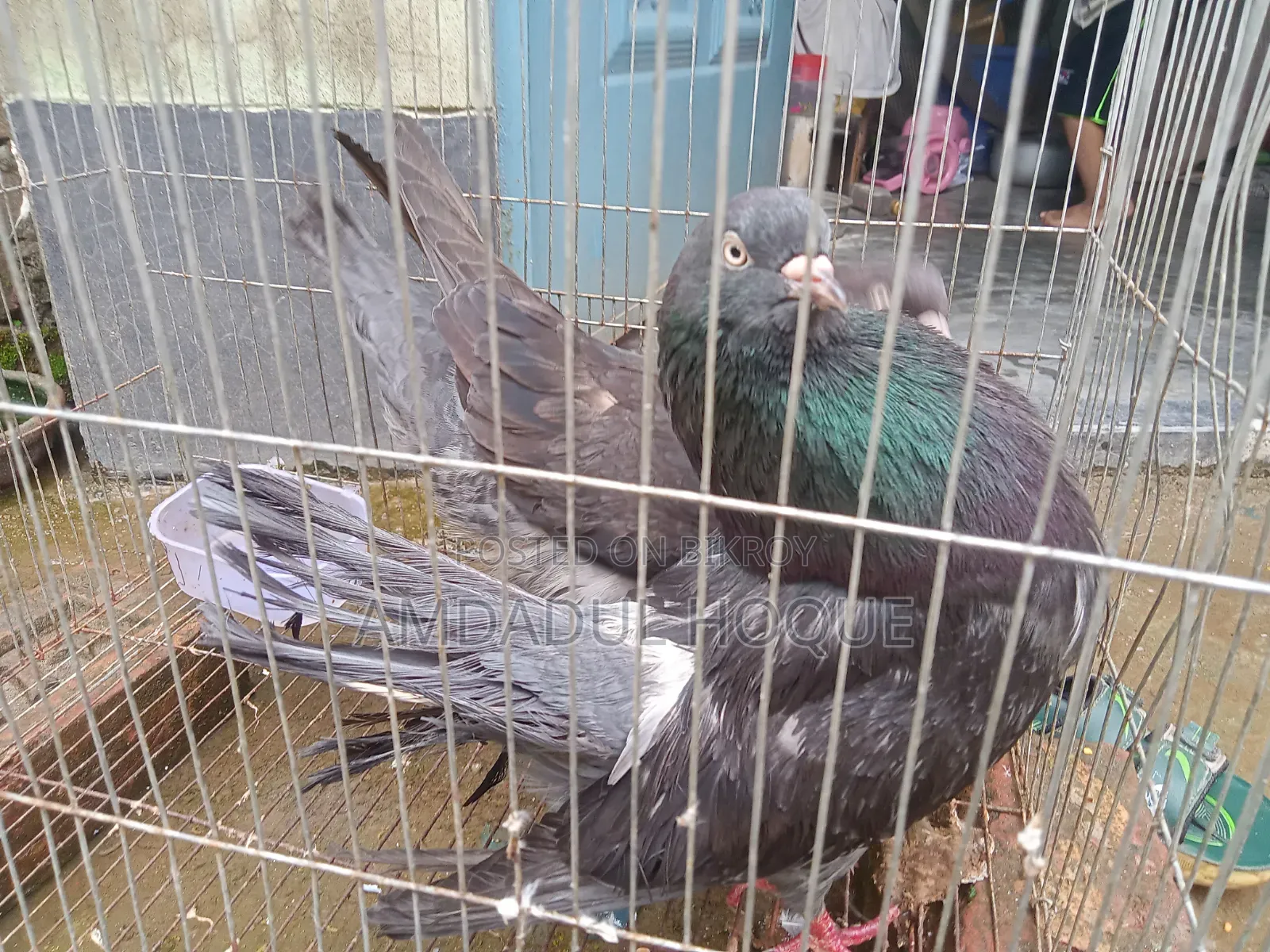 Four King Pigeons