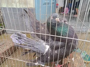 Four King Pigeons