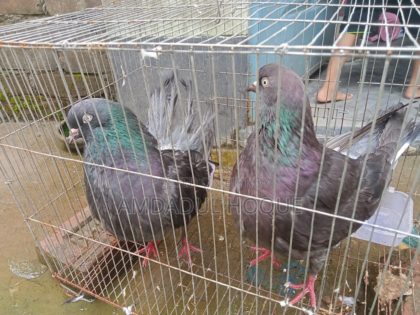 Four King Pigeons