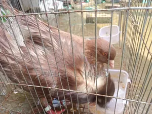 Four King Pigeons