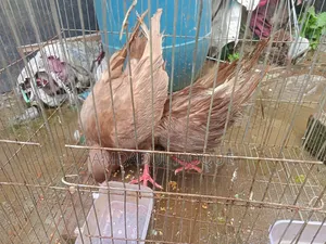 Four King Pigeons
