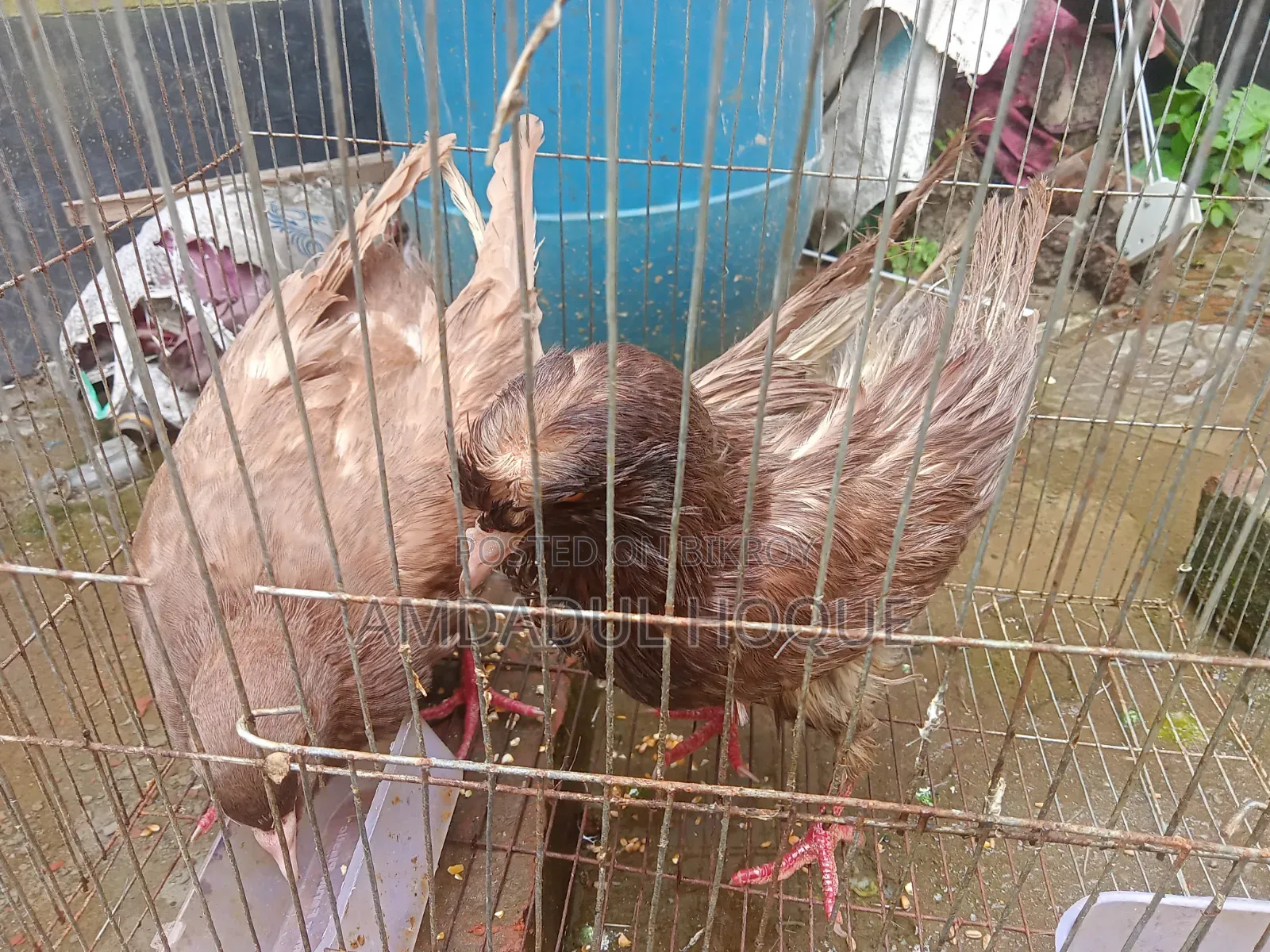 Four King Pigeons