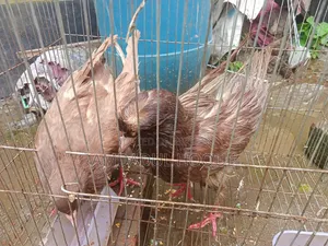 Four King Pigeons