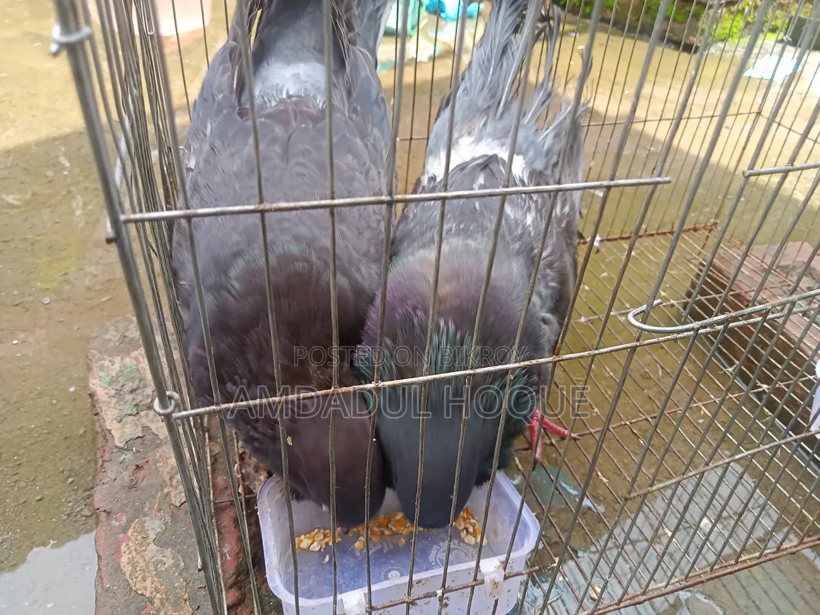 Four King Pigeons