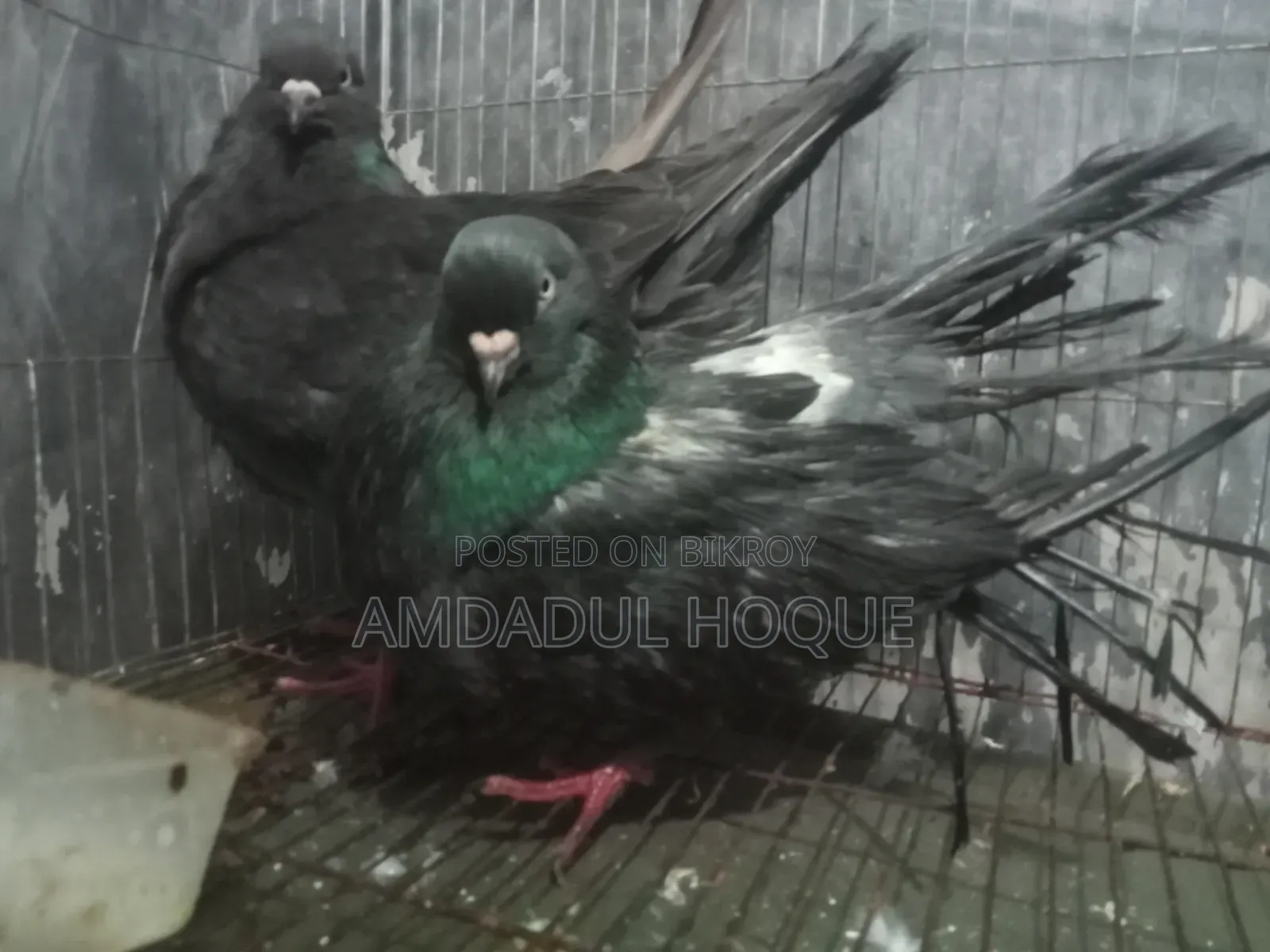 Four King Pigeons