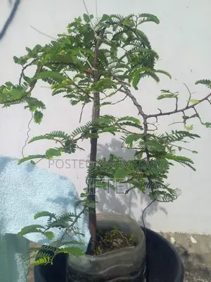 তেতুল গাছ বনসাই ম্যাটেরিয়াল,