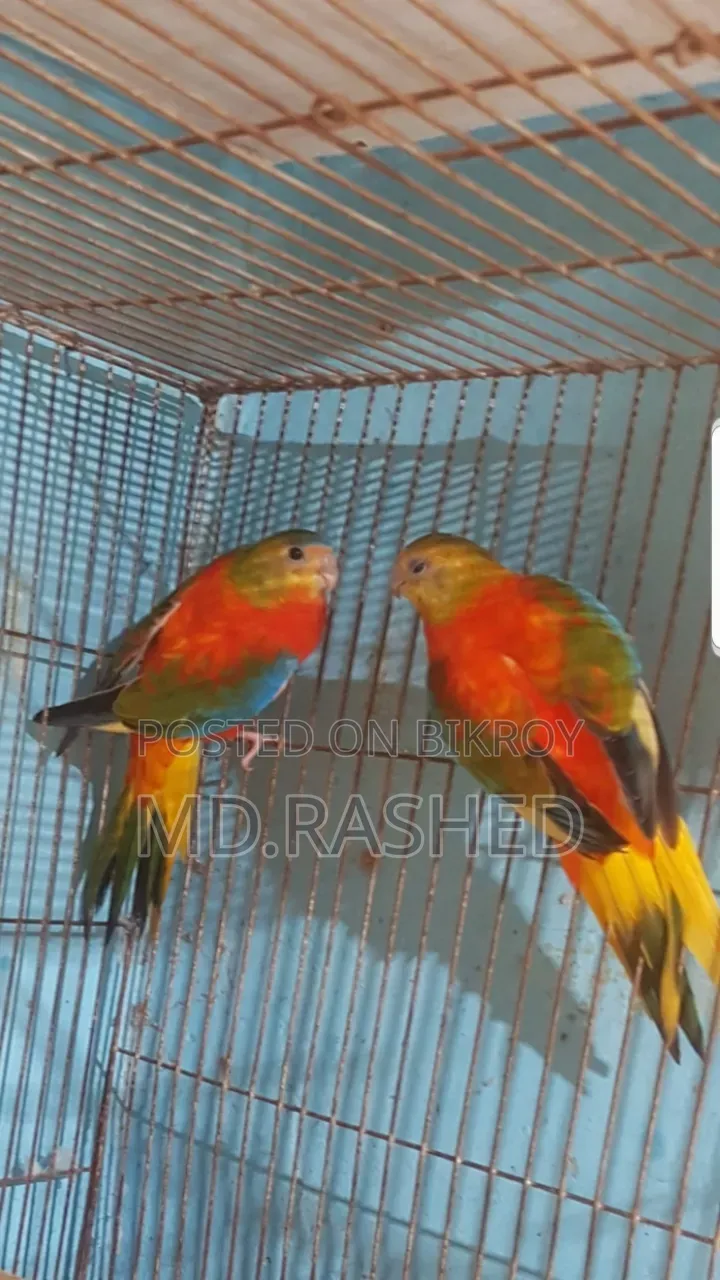 এক জোড়া টারকুইজিন পাখি।