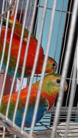 এক জোড়া টারকুইজিন পাখি।