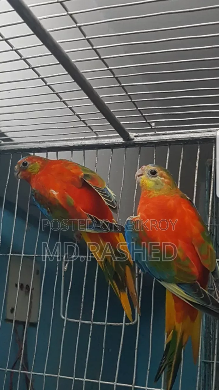 এক জোড়া টারকুইজিন পাখি।