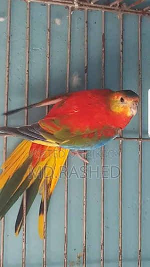 এক জোড়া টারকুইজিন পাখি।