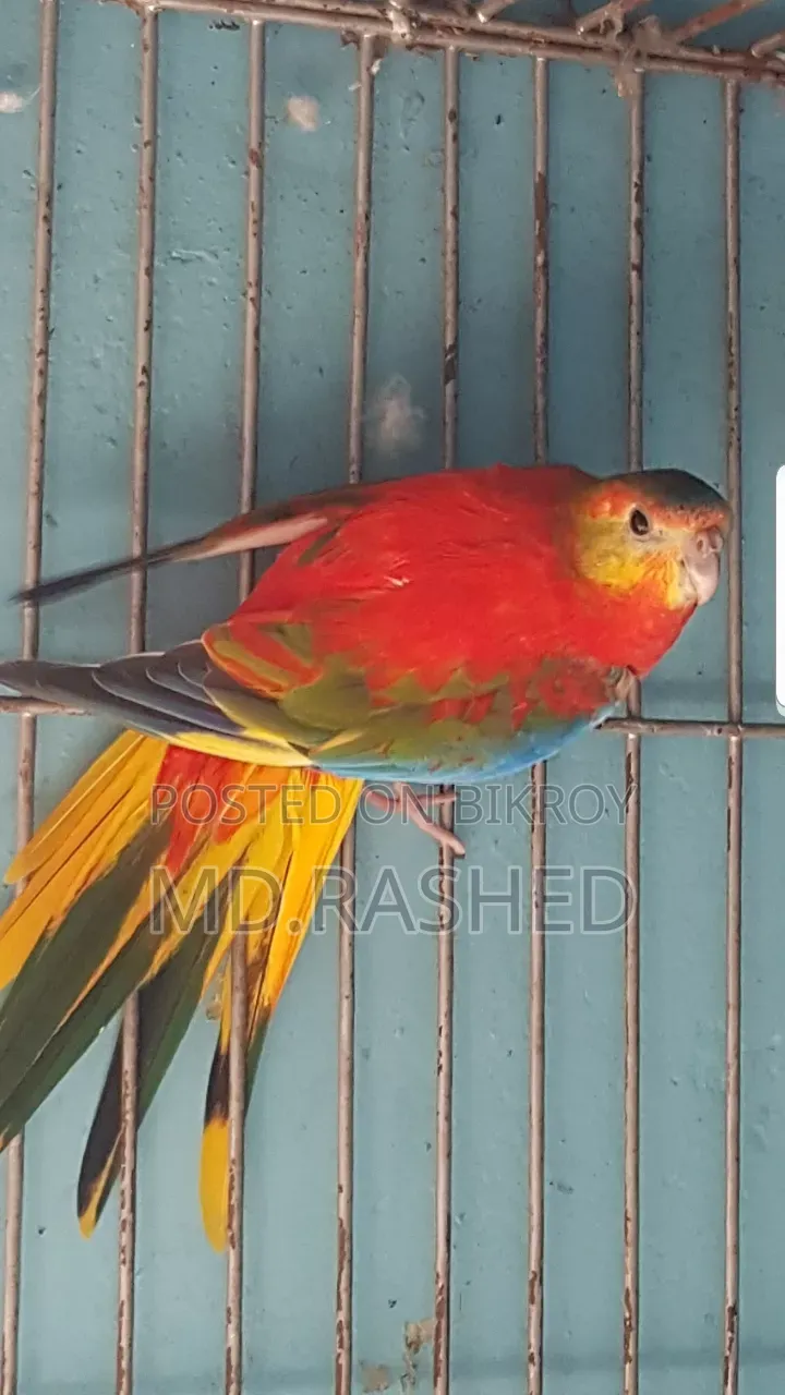 এক জোড়া টারকুইজিন পাখি।