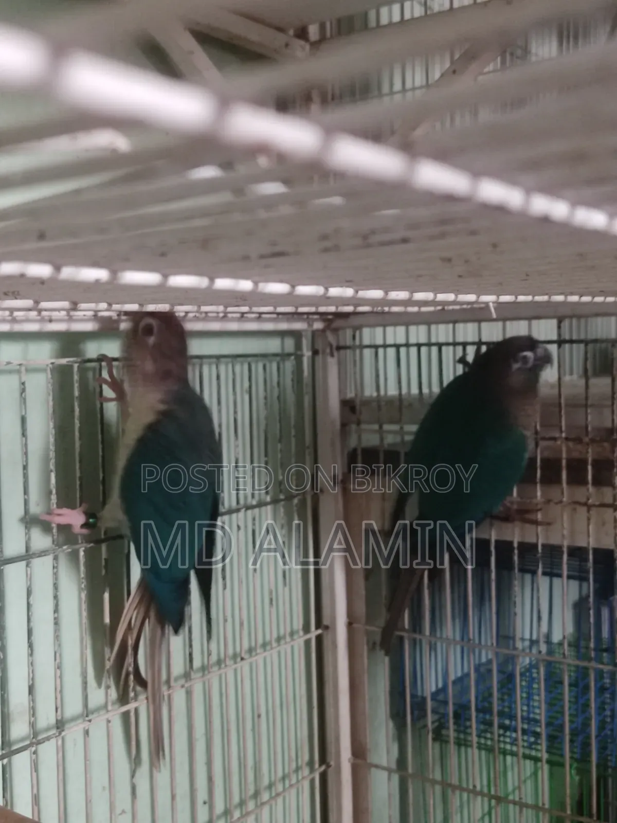 Blue Conure for Sale