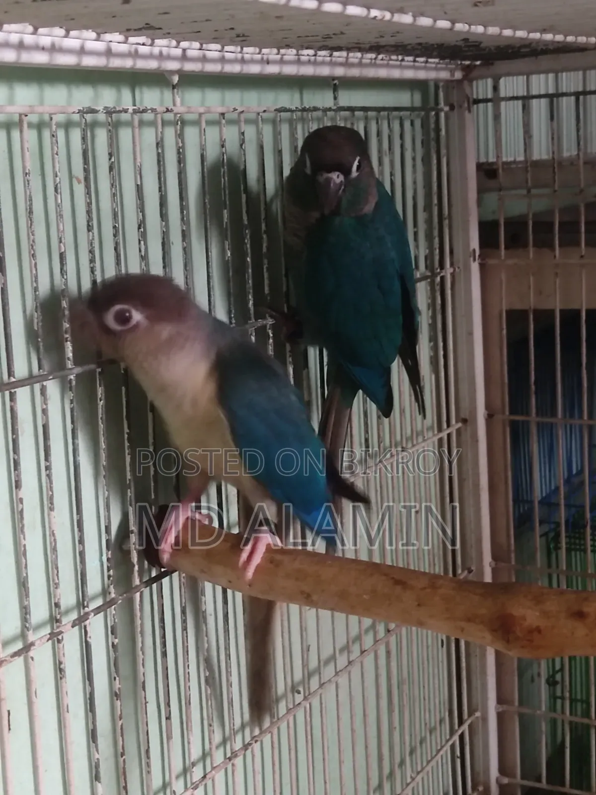 Blue Conure for Sale