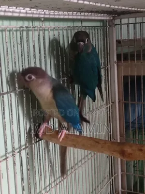 Blue Conure for Sale