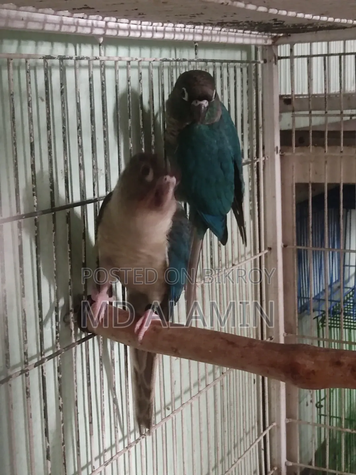 Blue Conure for Sale
