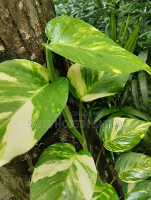 মানিপ্লান্ট