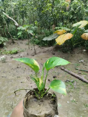 মানিপ্লান্ট