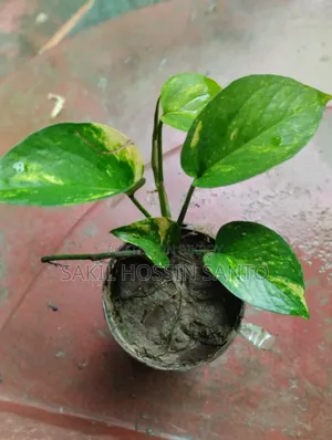 মানিপ্লান্ট