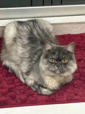 6-12 Months Male Mixed Breed Persian