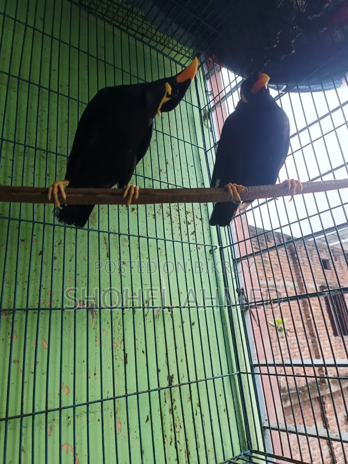 ময়না পাখি