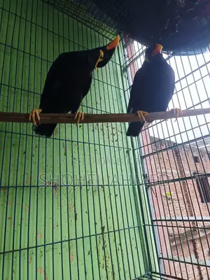 ময়না পাখি