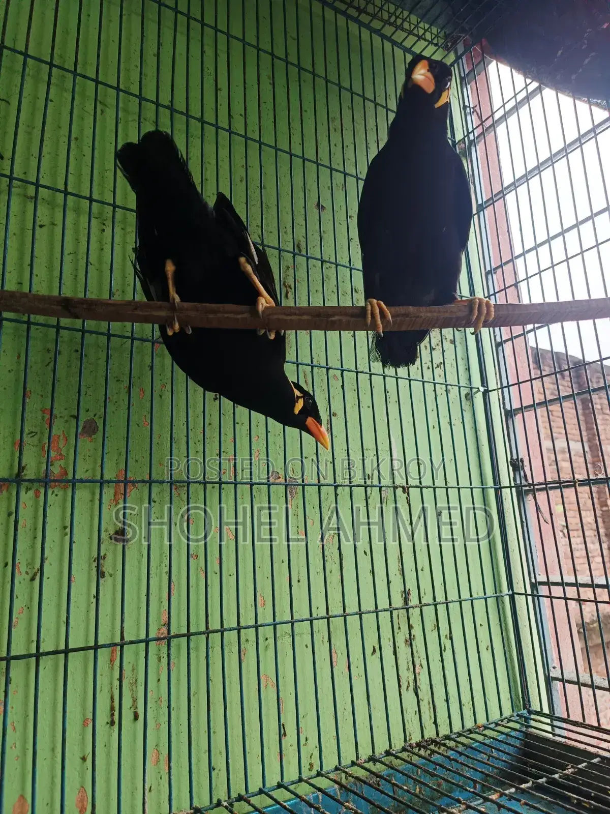 ময়না পাখি