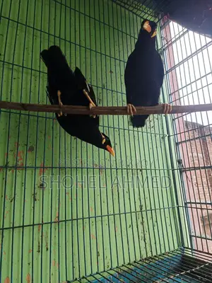 ময়না পাখি