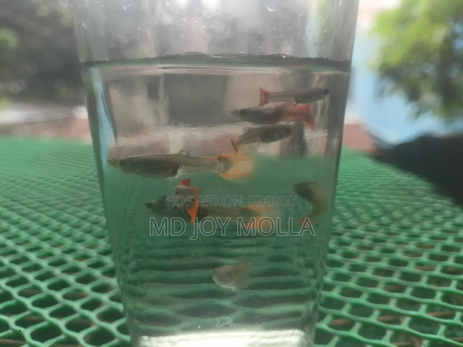 র্যাট এলিফ্যান্ট ইয়ার (আরটিপি)