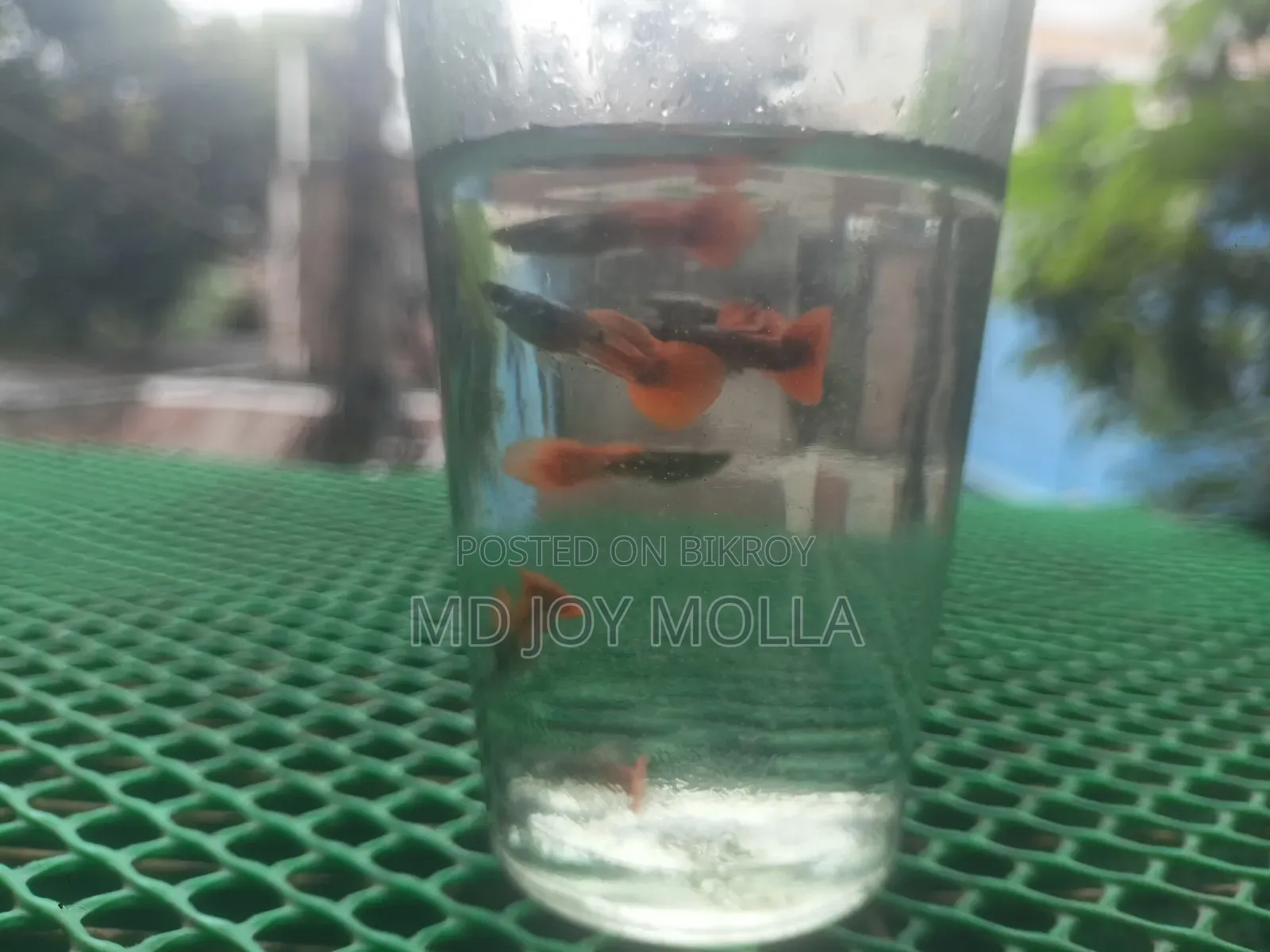 র্যাট এলিফ্যান্ট ইয়ার (আরটিপি)