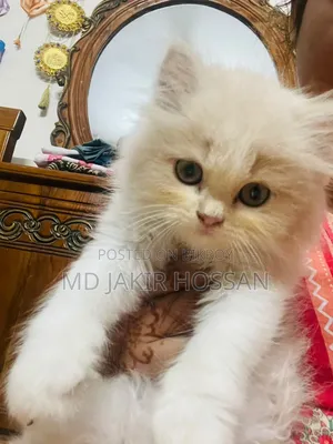1-3 Months Female Mixed Breed Persian