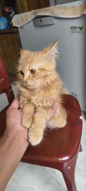 3-6 months Female Purebred Persian