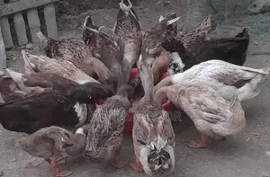 দেশি হাঁস ১০ জোড়া