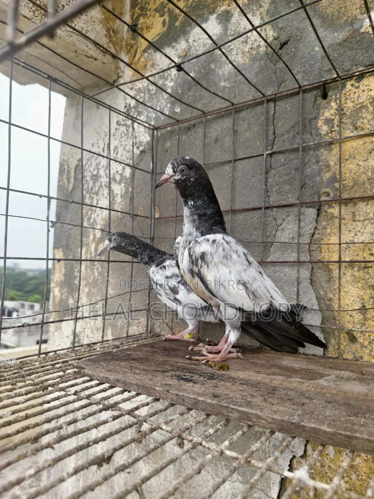 Pakistani Pigeon
