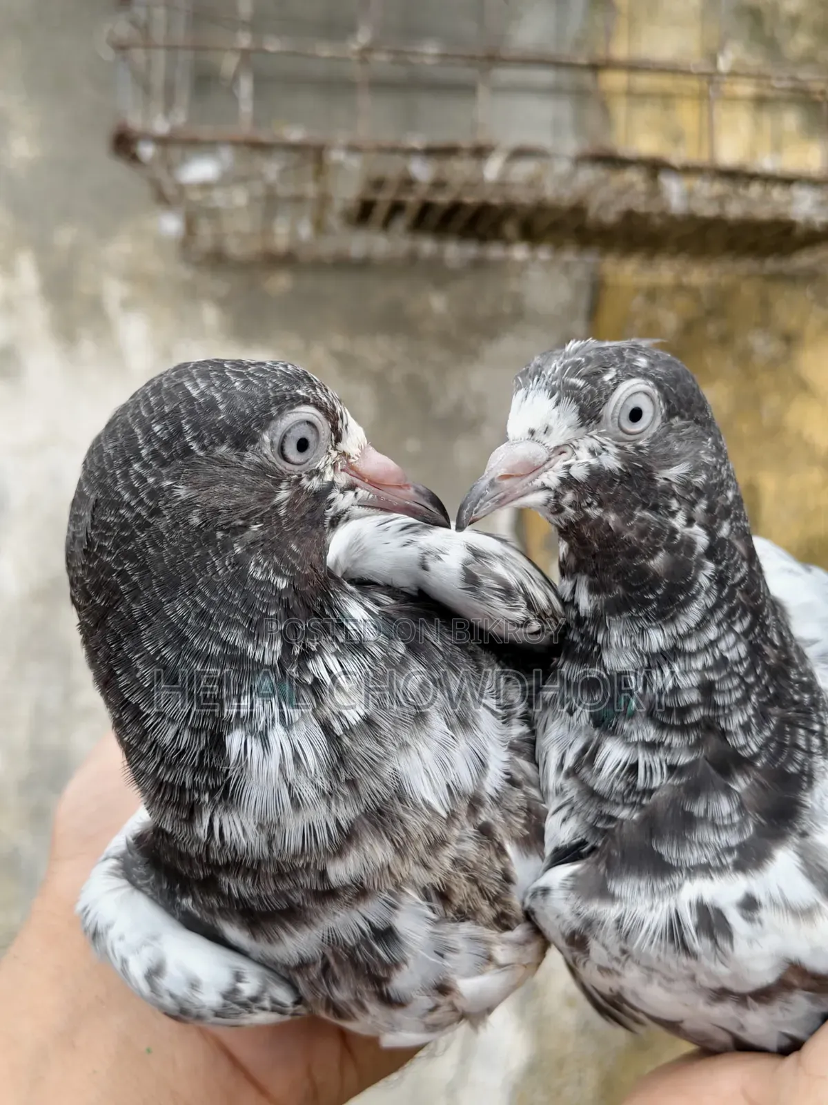 Pakistani Pigeon