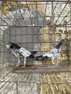 Pakistani Pigeon
