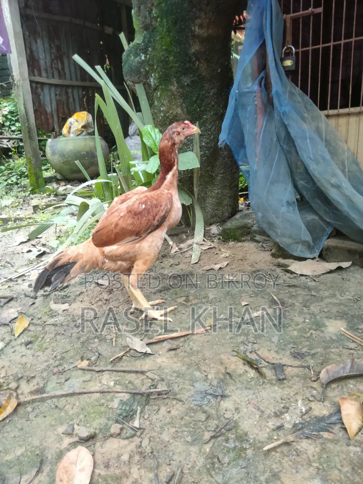 Running Aseel Chicken for Sale