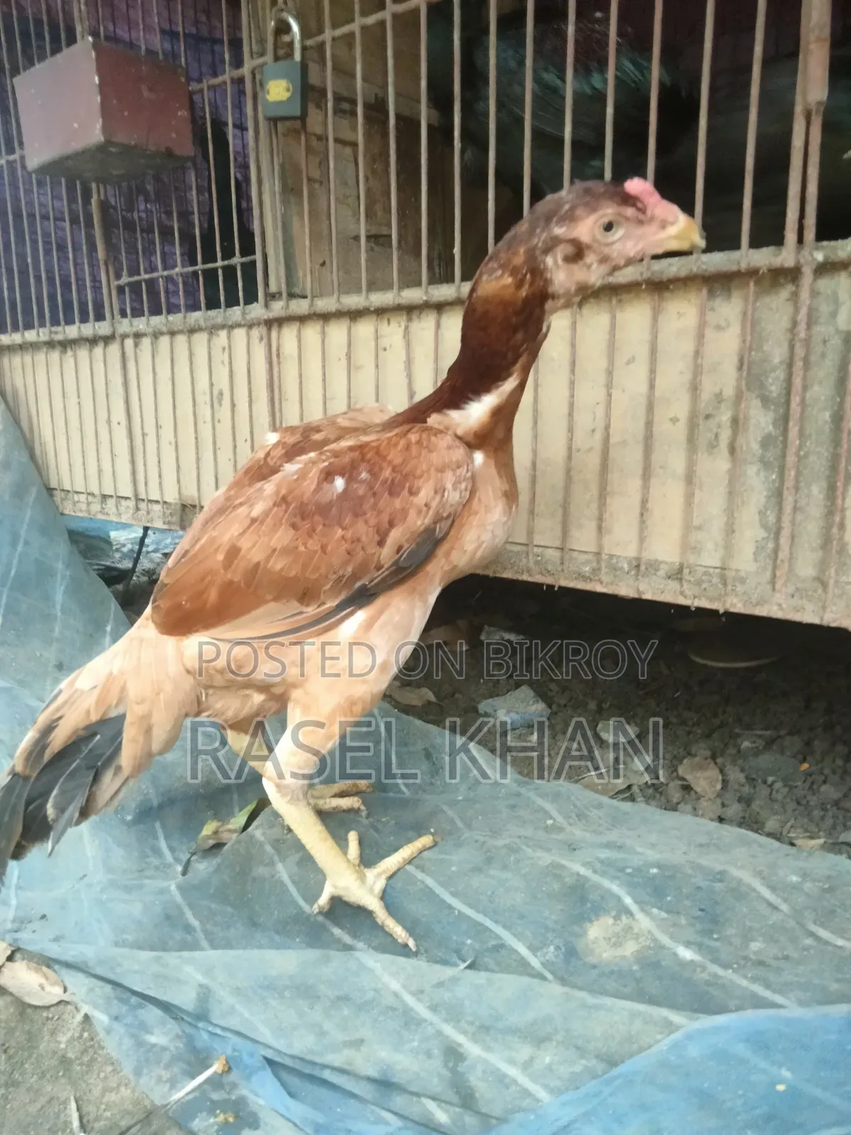 Running Aseel Chicken for Sale