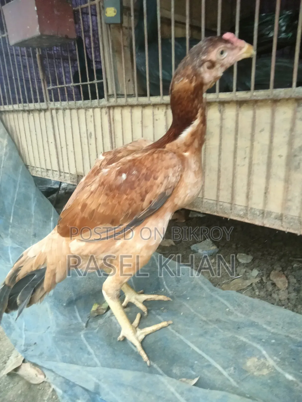 Running Aseel Chicken for Sale