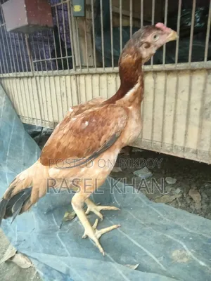 Running Aseel Chicken for Sale