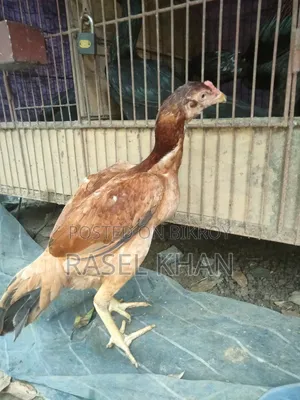 Running Aseel Chicken for Sale